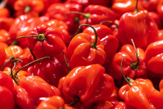 Organic red habanero hot pepper, selective focus. Sale of vegetables in a hypermarket