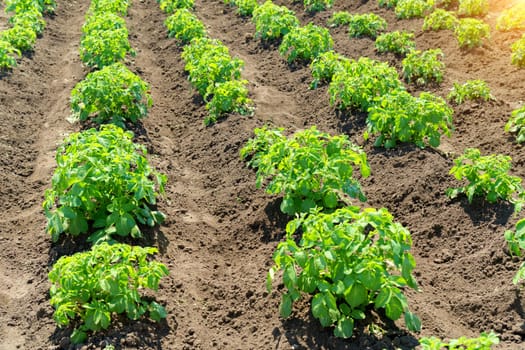 Green potato bushes planted in rows on a farm field. Agriculture summer sunny day. Vegetables field. Selective focus