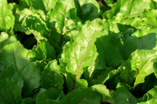 Growing young beetroot lettuce leaves chard. The concept of rural life and homemade vegetables.