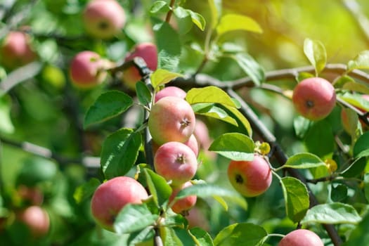 Apple tree. A branch of ripe red apples on a tree in the garden. Autumn garden, ready for harvest