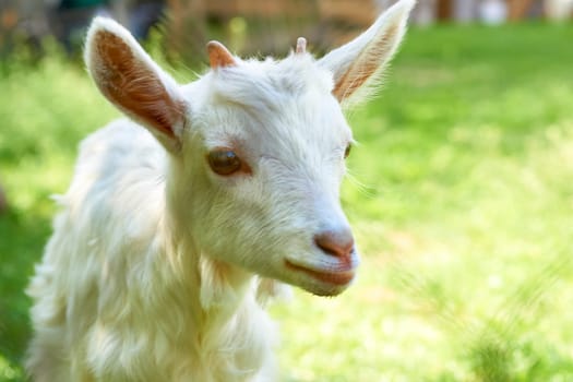 a hardy domesticated ruminant animal that has backward curving horns and in the male a beard.