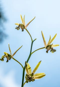 Small Orchid flowers of Eulophia Andamanensis Ground Orchid on the sky background