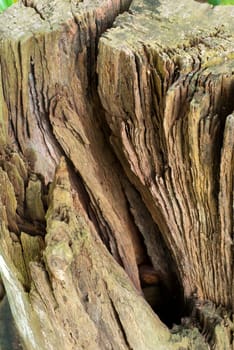 Texture and trenches on surface bark of tree trunk, abstract background