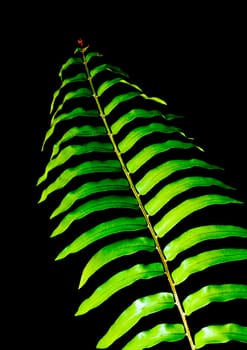 Freshness vivid green of fern leaves on black background