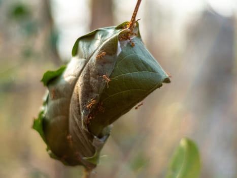 Close-up Leaf wrapped as a nest of red ants