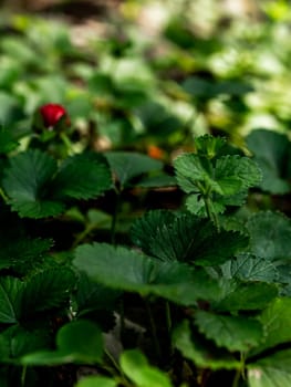 The Mock Strawberry plant for ground cover in the garden