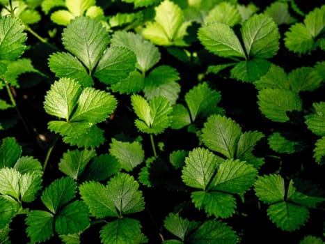 The Mock Strawberry plant for ground cover in the garden