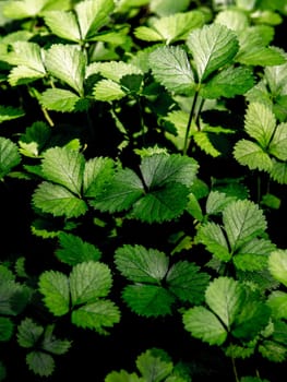 The Mock Strawberry plant for ground cover in the garden