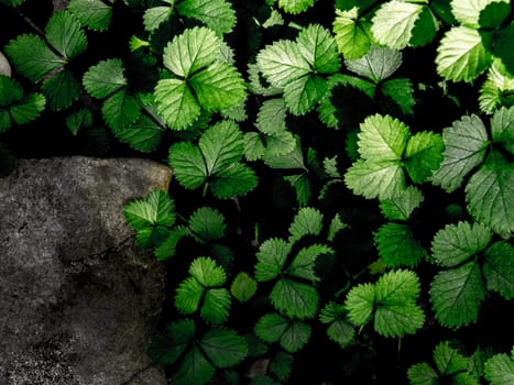 The Mock Strawberry plant for ground cover in the garden