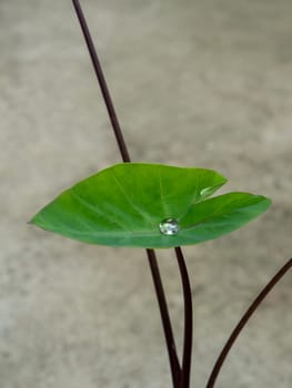 The Droplet water on the colocasia leaf