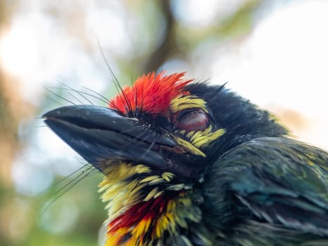 Close up the face of Juvenile Coppersmith barbet bird