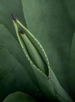 Agave succulent plant, close up white wax on freshness leaves with thorn of Agave leaf