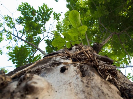 Cracks, notches, abrasions on the surface of large trees In the background that is the leaves of other trees