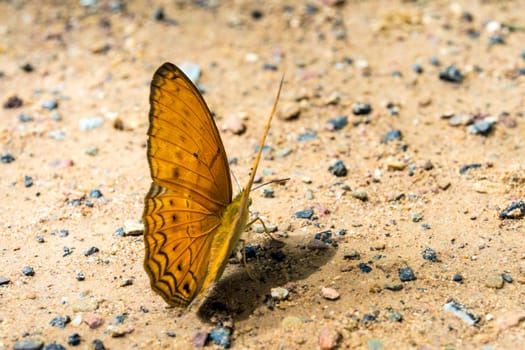 Butterflies eating the Salt as well as many other minerals on the ground