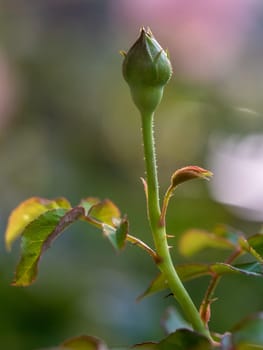 Roses begin to bloom the petals slowly bloom