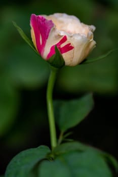 Shape and colors of Fugetsu roses that bloom in Tropical climates