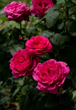 Shape and colors of Princess Kishi roses that blooming