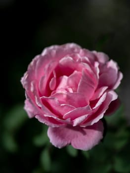 Shape and colors of Soeur Emmanuelle rose that bloom in Tropical climates