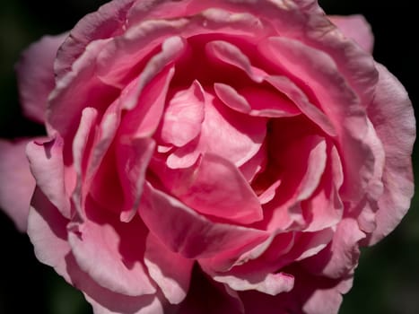 Close-up delicate Soeur Emmanuelle rose petals as nature background