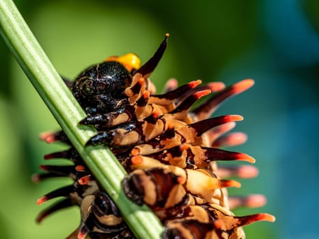 The pale brown color with long protrusions resembling thorns of the Golden Birdwing caterpillar