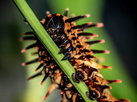 The pale brown color with long protrusions resembling thorns of the Golden Birdwing caterpillar