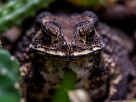 Close-up of the face of a Toad Bufo melanostictus