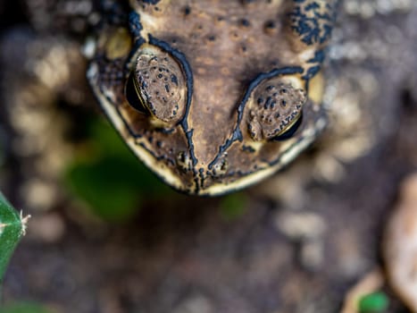 Close-up of the face of a Toad Bufo melanostictus