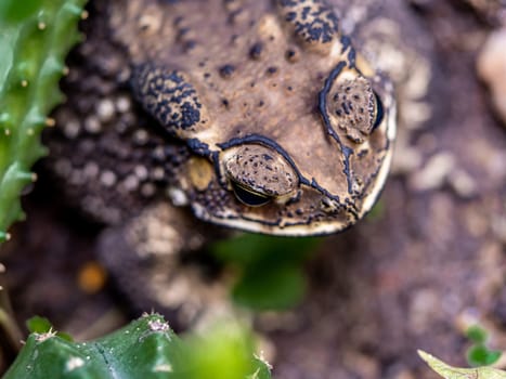 Close-up of the face of a Toad Bufo melanostictus