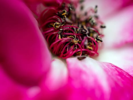 Close-up delicate Midnight Blue rose pollens and petals as nature background