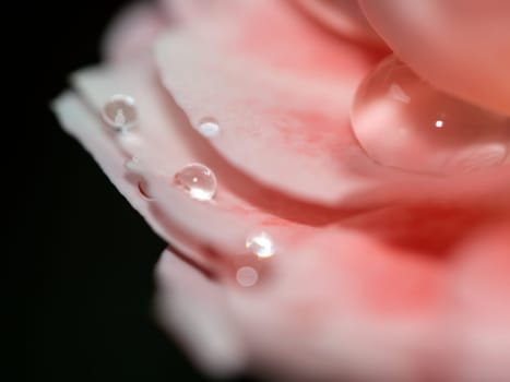 Close-up delicate Princess Sakura rose petals as nature background