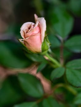 Roses begin to bloom the petals slowly bloom