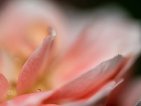 Close-up delicate Princess Sakura rose petals as nature background