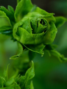 Princess Midori Roses begin to bloom the petals slowly bloom