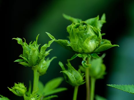 Princess Midori Roses begin to bloom the petals slowly bloom