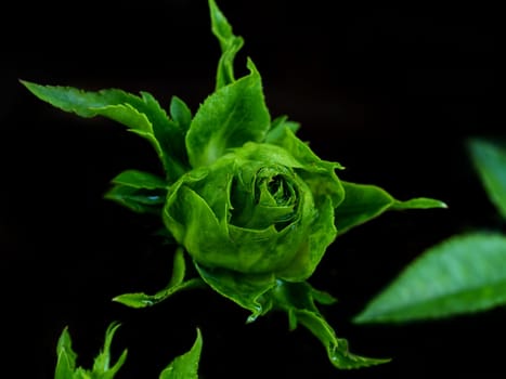 Princess Midori Roses begin to bloom the petals slowly bloom