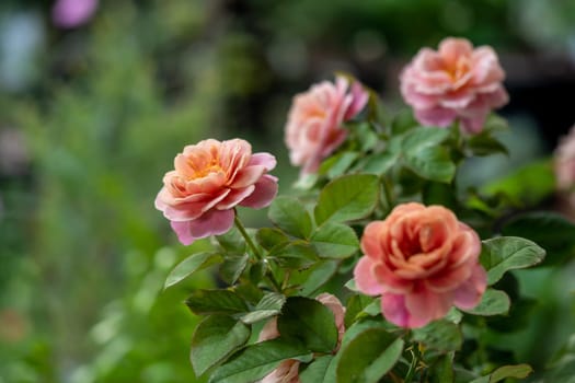 Shape and colors of Distant drums roses that blooming in Tropical climates