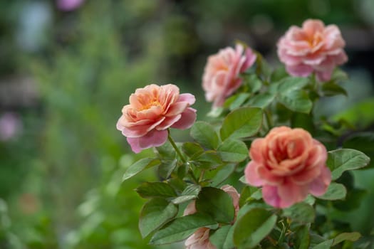 Shape and colors of Distant drums roses that blooming in Tropical climates