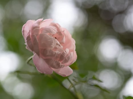 Shape and colors of Plume rose that blooming