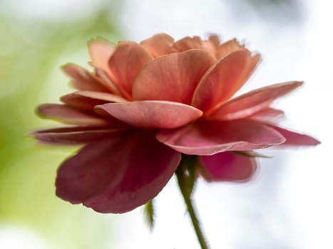 Shape and colors of Distant drums roses that bloom in Tropical climates