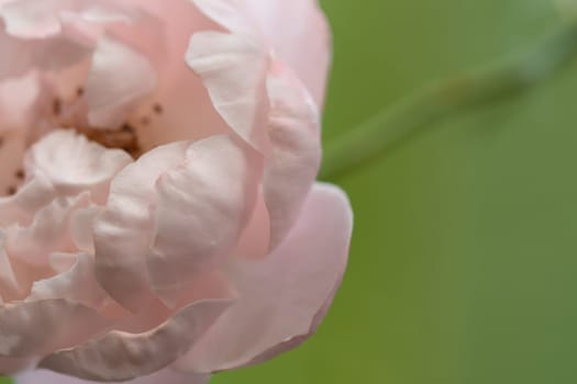 Close-up delicate Plume rose petals as nature background