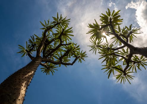 Low angle view of Madagascar palm the Spiky desert plant against blue sky