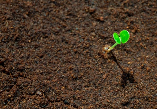 Young seeding sprout up on the moist soil