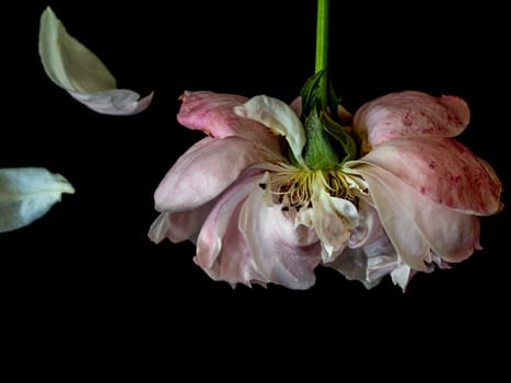 The wounded petals of a withering Plume the japanese roses