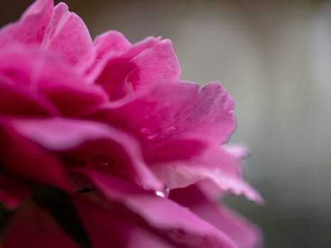 Close-up delicate Claude Brasseur rose petals as nature background