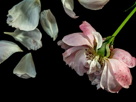 The wounded petals of a withering Plume the japanese roses