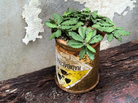 Euphorbia capsaintemariensis in the old package of radioactive material