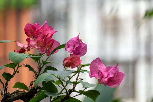 The Bougainvillea pink flower in the garden