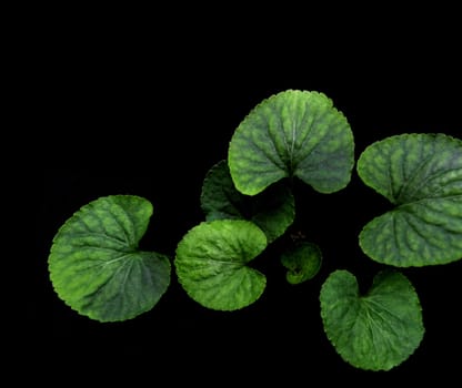 Green leaves of Viola plant on Black background