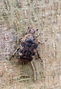 Hairy Chafer scarab crawl on the trunk of the tree