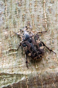 Hairy Chafer scarab crawl on the trunk of the tree